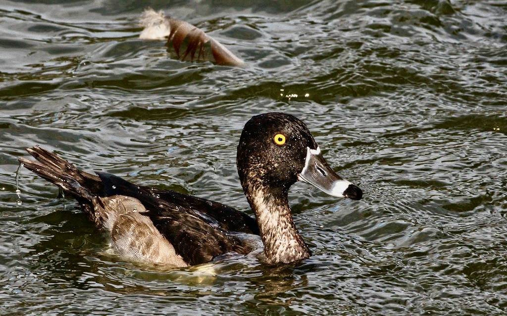 Young ringed neck ducko by Aly3naa is licensed under CC BY 2.0.